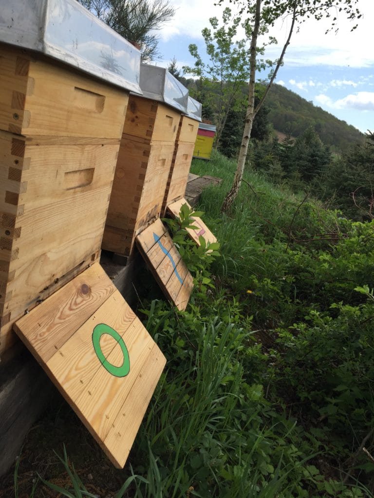 Bio-Jungvölker am Bienenstand – Jungvolk mieten