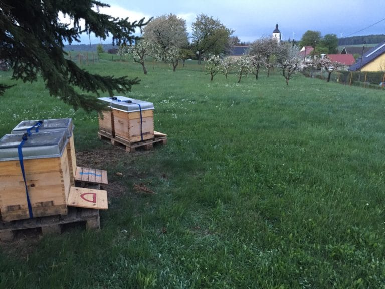 Bio-Wirtschaftsvölker am Bienenstand – Bienenvolk mieten